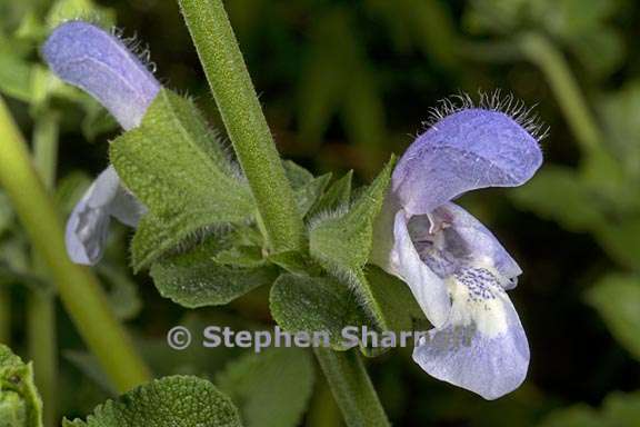 salvia africana caerulea 1 graphic